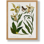 The Well Loved Iris Art Print