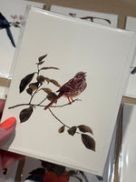 The Song Sparrow Greeting Card