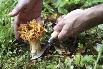 No 8. Mushroom Knife - Oak Wood with Sheath
