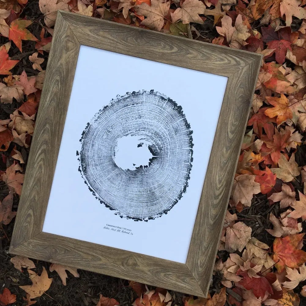 Chestnut Oak Print