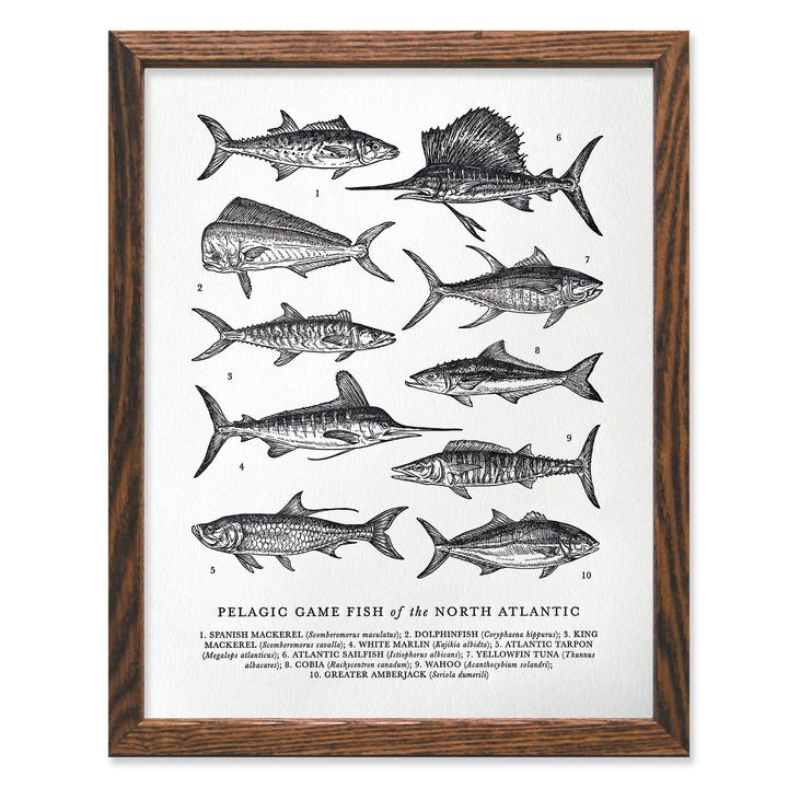 Atlantic Pelagic Fish Guide Letterpress Print